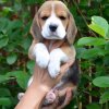 beagle - tango 1